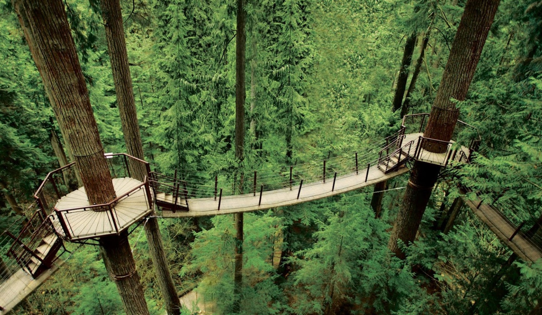 Treetops Adventure