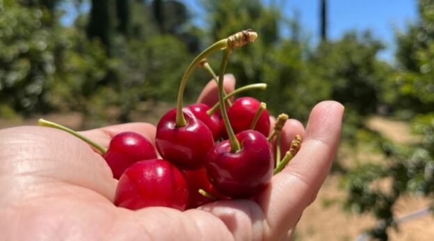 cherry 1