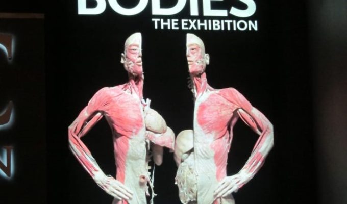 Human Body Ext